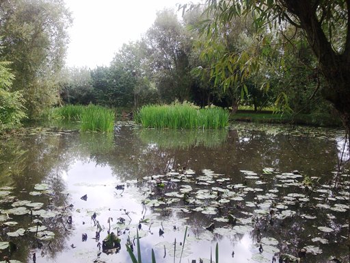 Rothley Lake 2